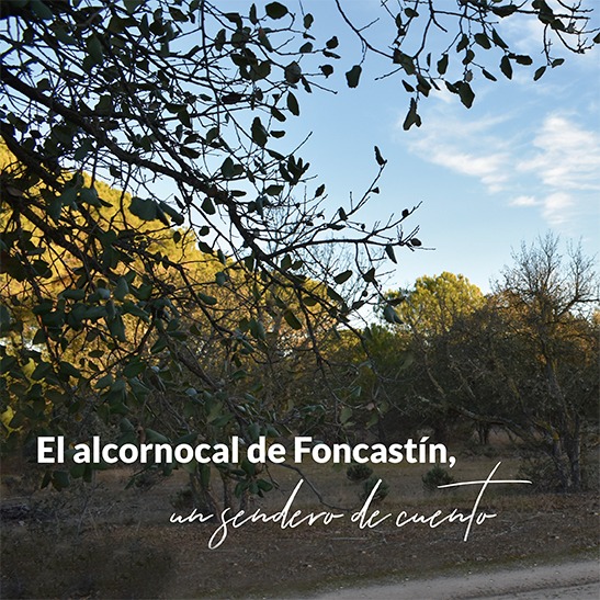 El alcornocal de Foncastín, un sendero de cuento