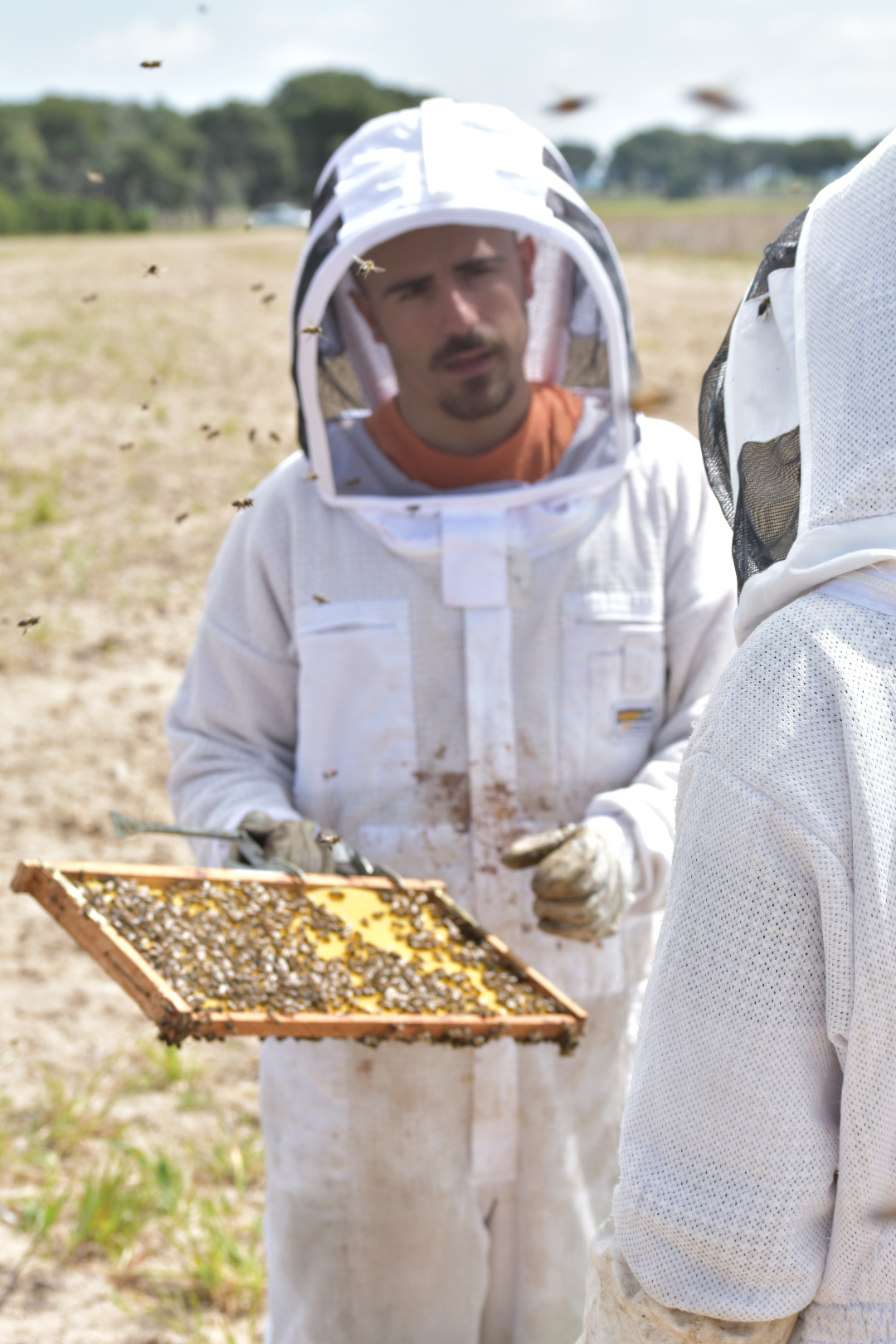 Crónica de… Un apicultor amateur