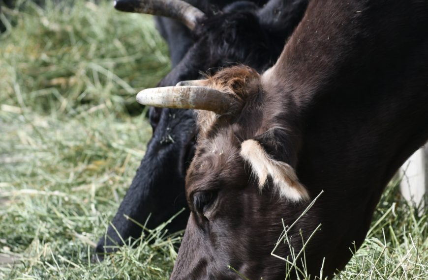 Crica y las vacas que cuidan sus propios pastos